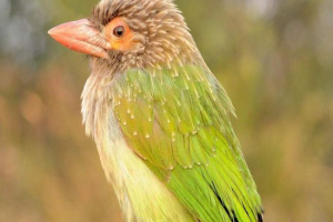 Duży zielony barbet - dzięcioł z brodą